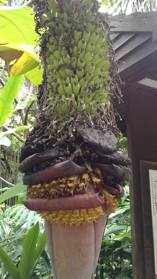 Crazy seed pod in the Botanical Gardens