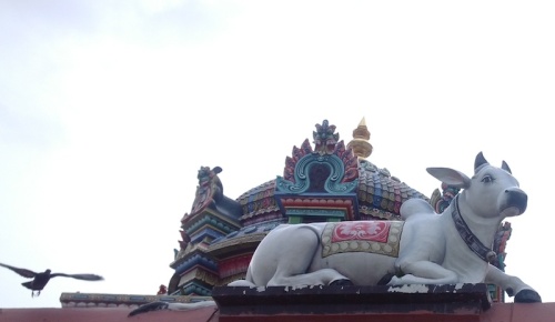 Disapproving cow on a Hindu temple
